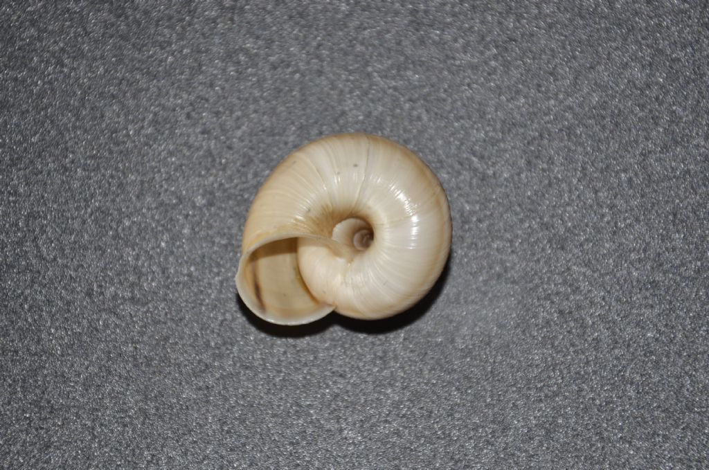 Chilostoma